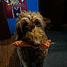 Gunner joined the competition — help win amazing prizes! dog, toy, indoor, wood_floor, rug, brown_fur, chew_toy, carrot_shaped_toy, pet, playful, animal, canine, close_up, face, ears, eyes, mouth, background, banner, cardinals