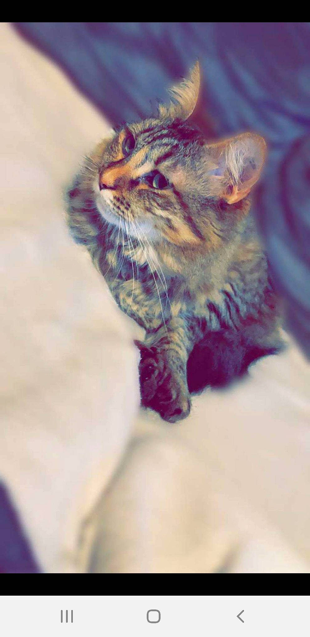 Aïka participe au concours pour gagner de l'argent avec cette photo : asian, carnivore, cat, domestic_short_haired_cat, dragon_li, european_shorthair, eye, facial_expression, felidae, fur, kitten, maine_coon, norwegian_forest_cat, nose, small_to_medium_sized_cats, snapshot, snout, tabby_cat, whiskers, wild_cat