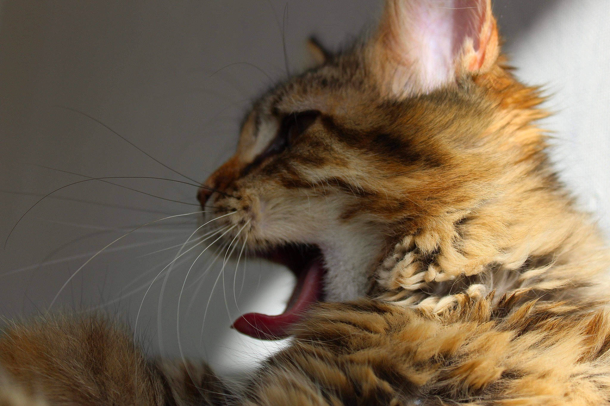 Aïka participe au concours pour gagner de l'argent avec cette photo : asian, carnivore, cat, close_up, dragon_li, european_shorthair, facial_expression, felidae, fur, kitten, maine_coon, mammal, organism, pixie_bob, small_to_medium_sized_cats, snout, somali, tabby_cat, vertebrate, whiskers