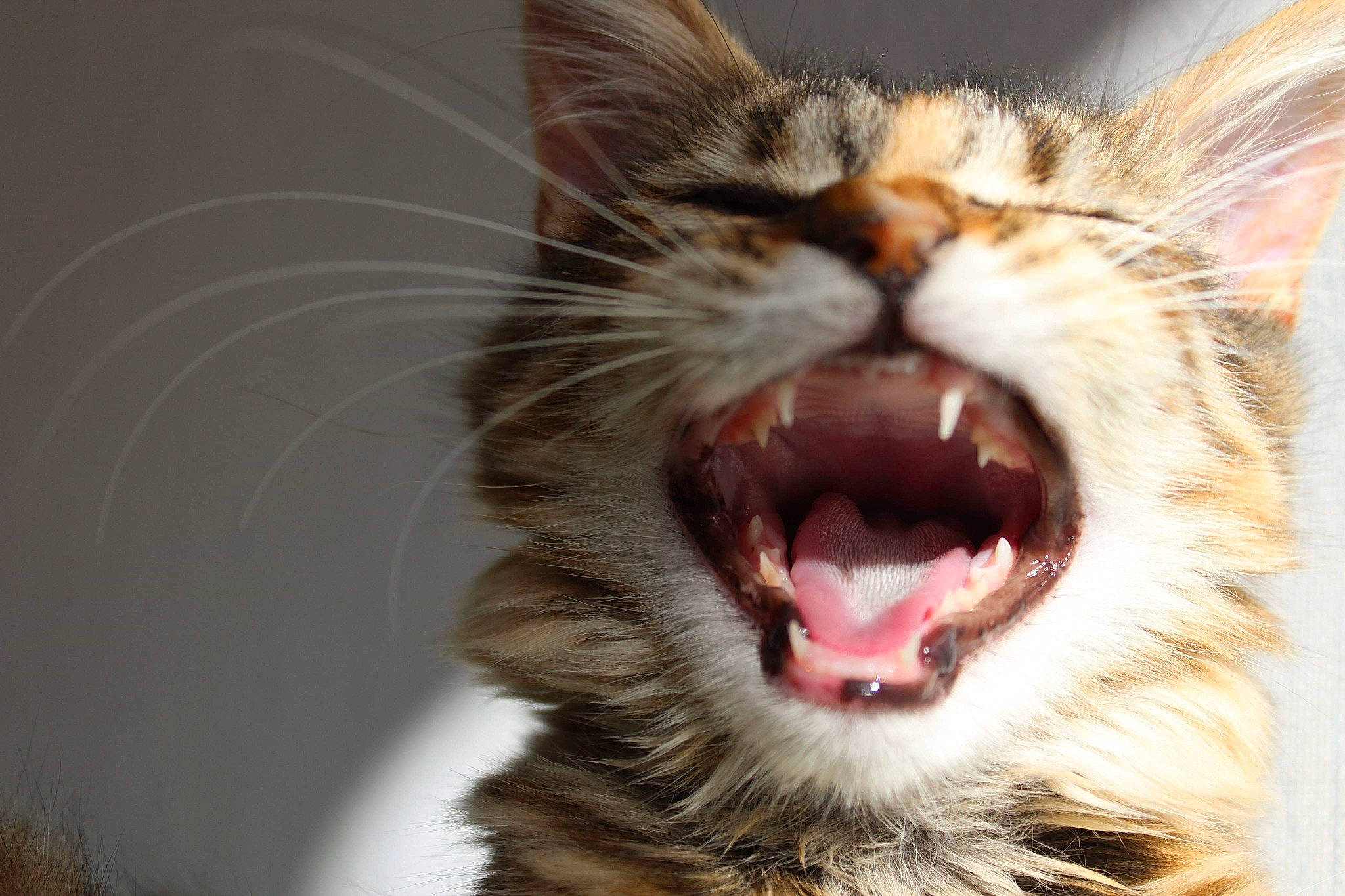 Aïka a rejoint le concours — aidez-le/la à gagner de superbes lots ! carnivore, cat, close_up, european_shorthair, eye, facial_expression, fang, felidae, fur, mouth, nose, organ, roar, small_to_medium_sized_cats, snout, tabby_cat, tongue, tooth, whiskers, yawn