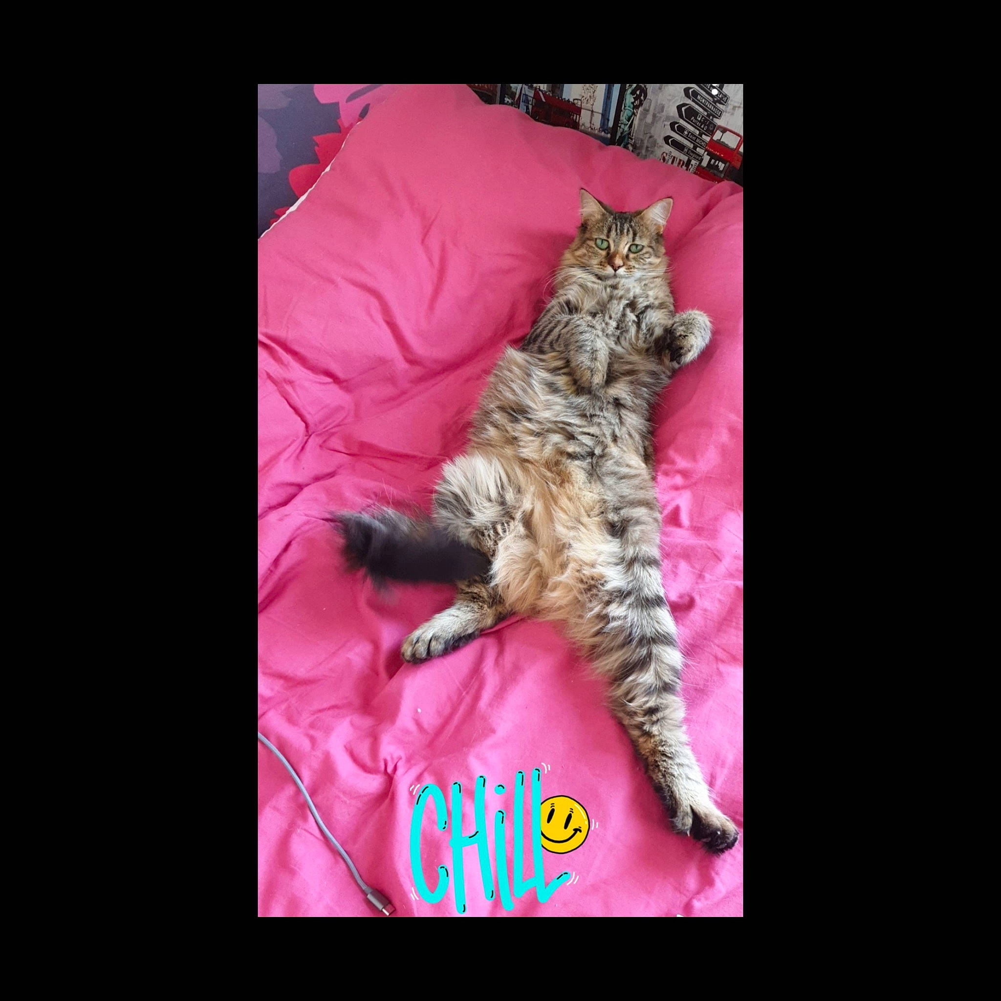 Aïka a rejoint le concours — aidez-le/la à gagner de superbes lots ! american_bobtail, california_spangled, carnivore, cat, domestic_short_haired_cat, dragon_li, european_shorthair, felidae, fur, kitten, maine_coon, mammal, pink, pixie_bob, small_to_medium_sized_cats, tabby_cat, tail, whiskers, wild_cat