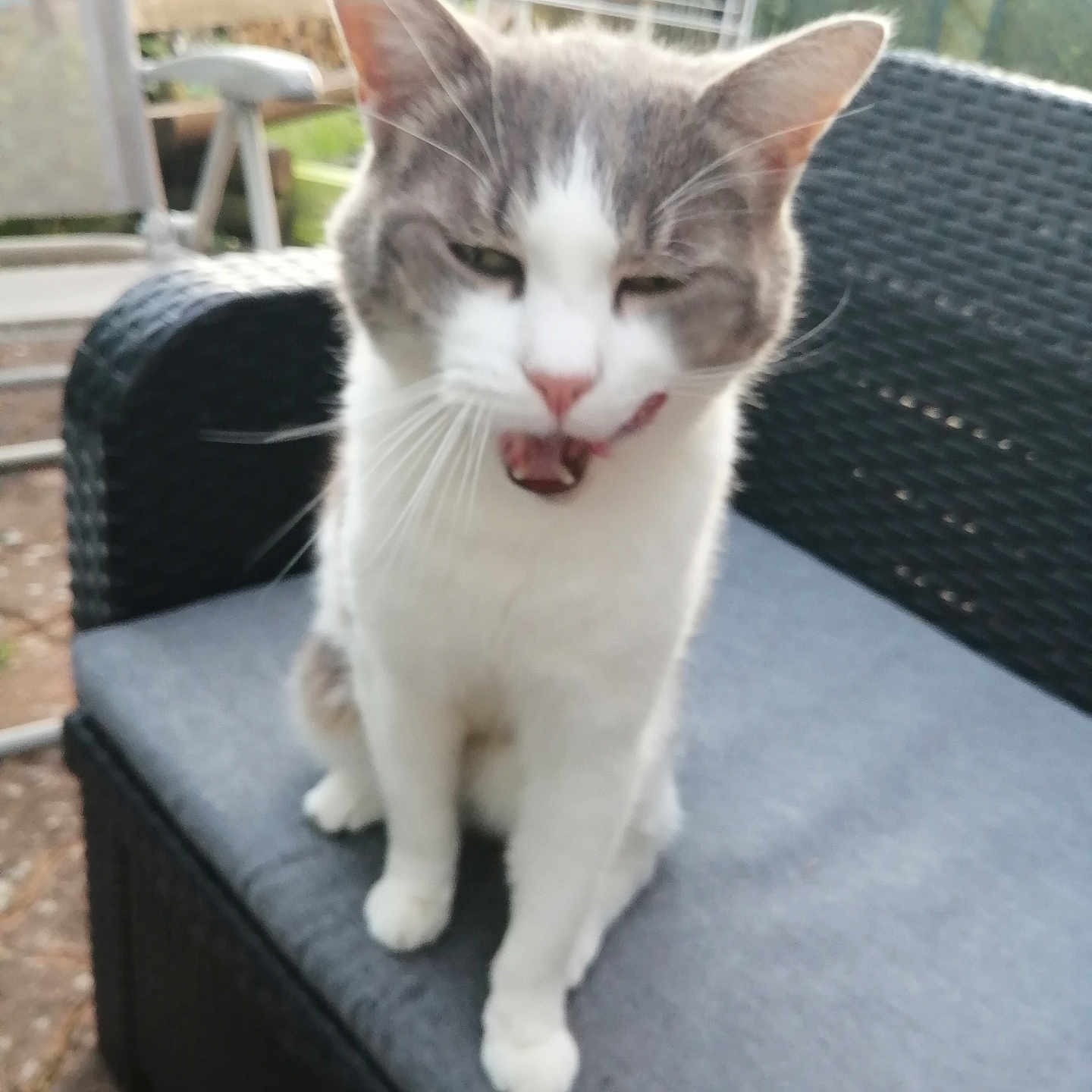 Moumous a rejoint le concours — aidez-le/la à gagner de superbes lots ! abyssinian, animal, architecture, bodypart, building, cat, chair, couch, cushion, furniture, homedecor, indoors, kitten, livingroom, manx, mouth, person, pet, siamese, tongue