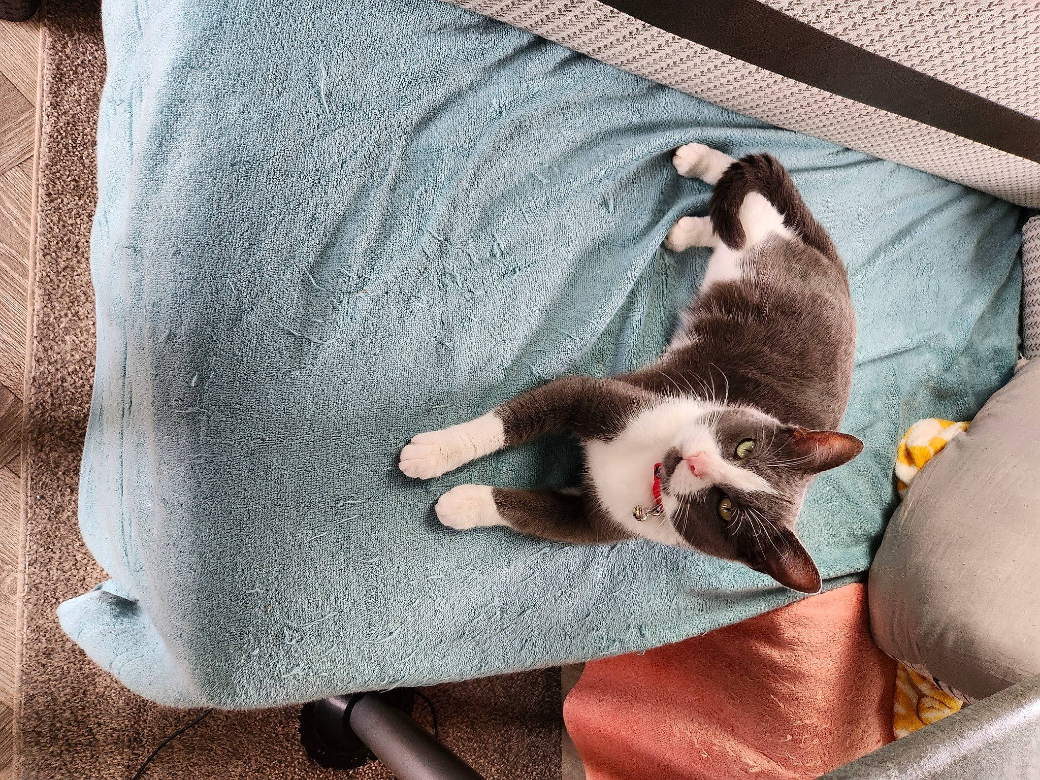 Jesse joined the competition — help win amazing prizes! canidae, carnivore, cat, comfort, companion_dog, dog_breed, domestic_short_haired_cat, fawn, felidae, fur, grey, linens, paw, puppy, sleeve, small_to_medium_sized_cats, sporting_group, tail, whiskers, wood