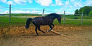 Graphita ll participe au concours pour gagner de l'argent avec cette photo :