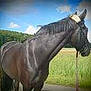 Graphita ll participe au concours pour gagner de l'argent avec cette photo :