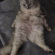 Neptune participe au concours pour gagner de l'argent avec cette photo : animal, blanket, cat, cozy, cute, domestic, feline, fluffy, fur, gray, indoor, laying_down, mammal, pet, relaxed, resting, sleepy, soft, tail, whiskers