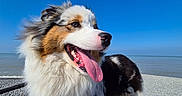 Naya a rejoint le concours — aidez-le/la à gagner de superbes lots ! australian_shepherd, beach, blue_sky, dog, fluffy, fur, happy, ocean, open_mouth, outdoor, panting, pebbles, portrait, seaside, shoreline, smiling, sunny, tongue, tricolor, wooden_boardwalk