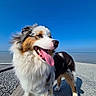 Naya a rejoint le concours — aidez-le/la à gagner de superbes lots ! dog, australian_shepherd, fluffy, tricolor, happy, smiling, panting, tongue, open_mouth, outdoor, seaside, beach, shoreline, ocean, blue_sky, sunny, pebbles, wooden_boardwalk, portrait, fur