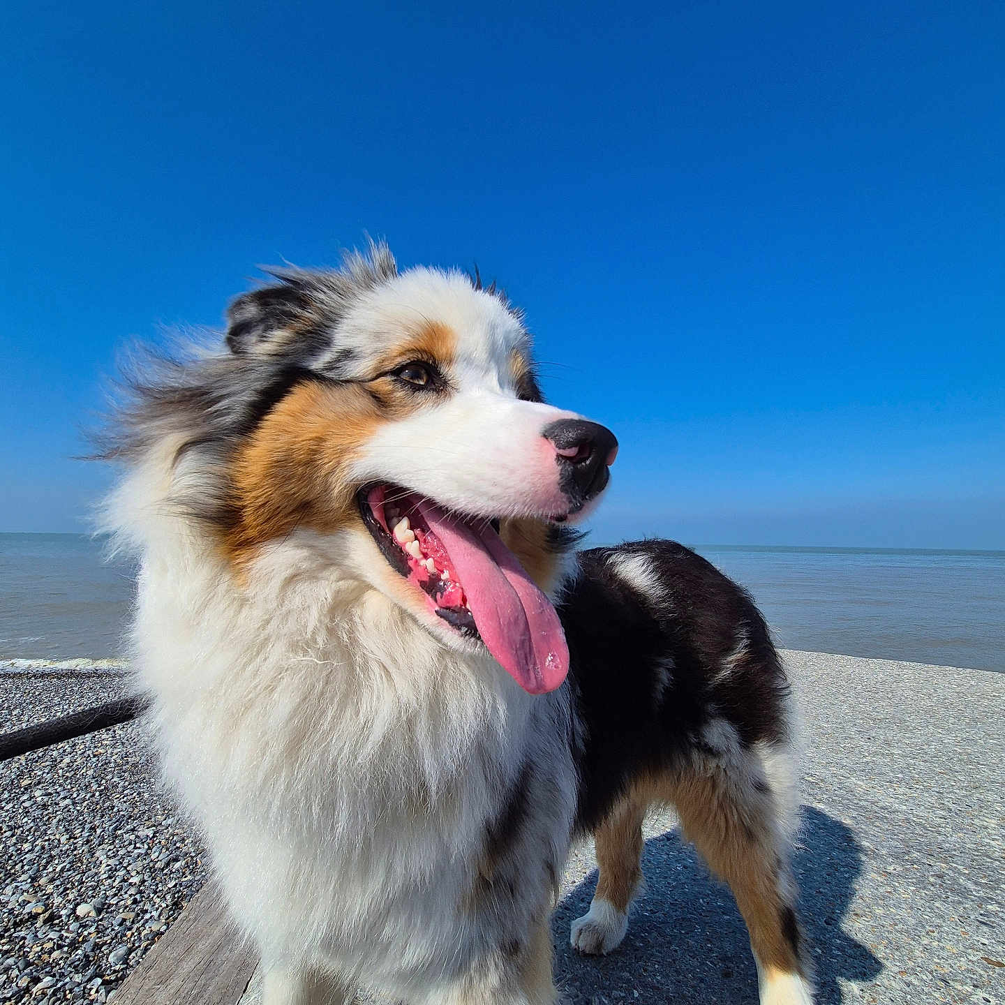 Naya a rejoint le concours — aidez-le/la à gagner de superbes lots ! dog, australian_shepherd, fluffy, tricolor, happy, smiling, panting, tongue, open_mouth, outdoor, seaside, beach, shoreline, ocean, blue_sky, sunny, pebbles, wooden_boardwalk, portrait, fur