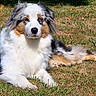 Naya a rejoint le concours — aidez-le/la à gagner de superbes lots ! dog, australian_shepherd, puppy, fluffy, tricolor, white_fur, brown_fur, gray_fur, blue_eyes, lying_down, outdoors, grass, lawn, nature, pet, animal, portrait, closeup, relaxed, daylight