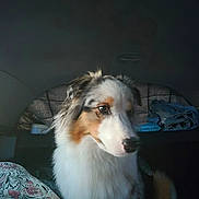 Naya a rejoint le concours — aidez-le/la à gagner de superbes lots ! dog, tricolor_dog, long_hair, fluffy, white_fur, brown_fur, black_fur, pet, animal, portrait, indoors, bedroom, bed, bedding, patterned_blanket, folded_clothes, cozy, sitting, side_eye, close_up