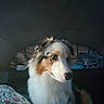 dog, tricolor_dog, long_hair, fluffy, white_fur, brown_fur, black_fur, pet, animal, portrait, indoors, bedroom, bed, bedding, patterned_blanket, folded_clothes, cozy, sitting, side_eye, close_up