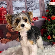 Taho a rejoint le concours — aidez-le/la à gagner de superbes lots ! animal, background, christmas_tree, cute, decorations, dog, festive, fur, holiday, indoor, ornaments, pet, puppy, santa_hat, snow, soft, teddy_bear, white_rug, window, winter