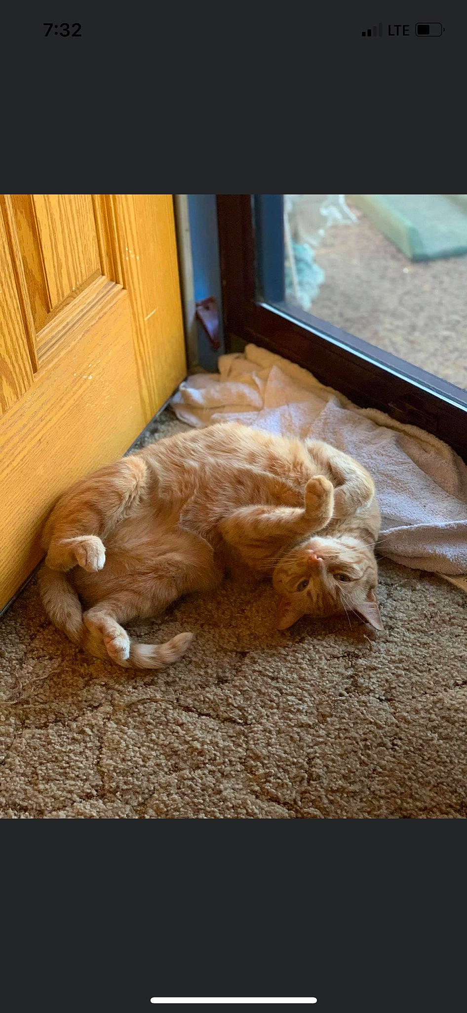 Keanu is registered to the contest to win money with this photo: carnivore, comfort, companion_dog, dog, dog_breed, door, fawn, felidae, floor, flooring, fur, hardwood, linens, picture_frame, small_to_medium_sized_cats, tail, whiskers, window, wood, working_animal