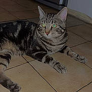 Mimi participe au concours pour gagner de l'argent avec cette photo : cat, tabby, animal, pet, floor, tile, indoor, feline, resting, cute, whiskers, ears, paws, striped, domestic, relaxed, lying_down, eyes, flash, home