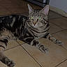 cat, tabby, animal, pet, floor, tile, indoor, feline, resting, cute, whiskers, ears, paws, striped, domestic, relaxed, lying_down, eyes, flash, home
