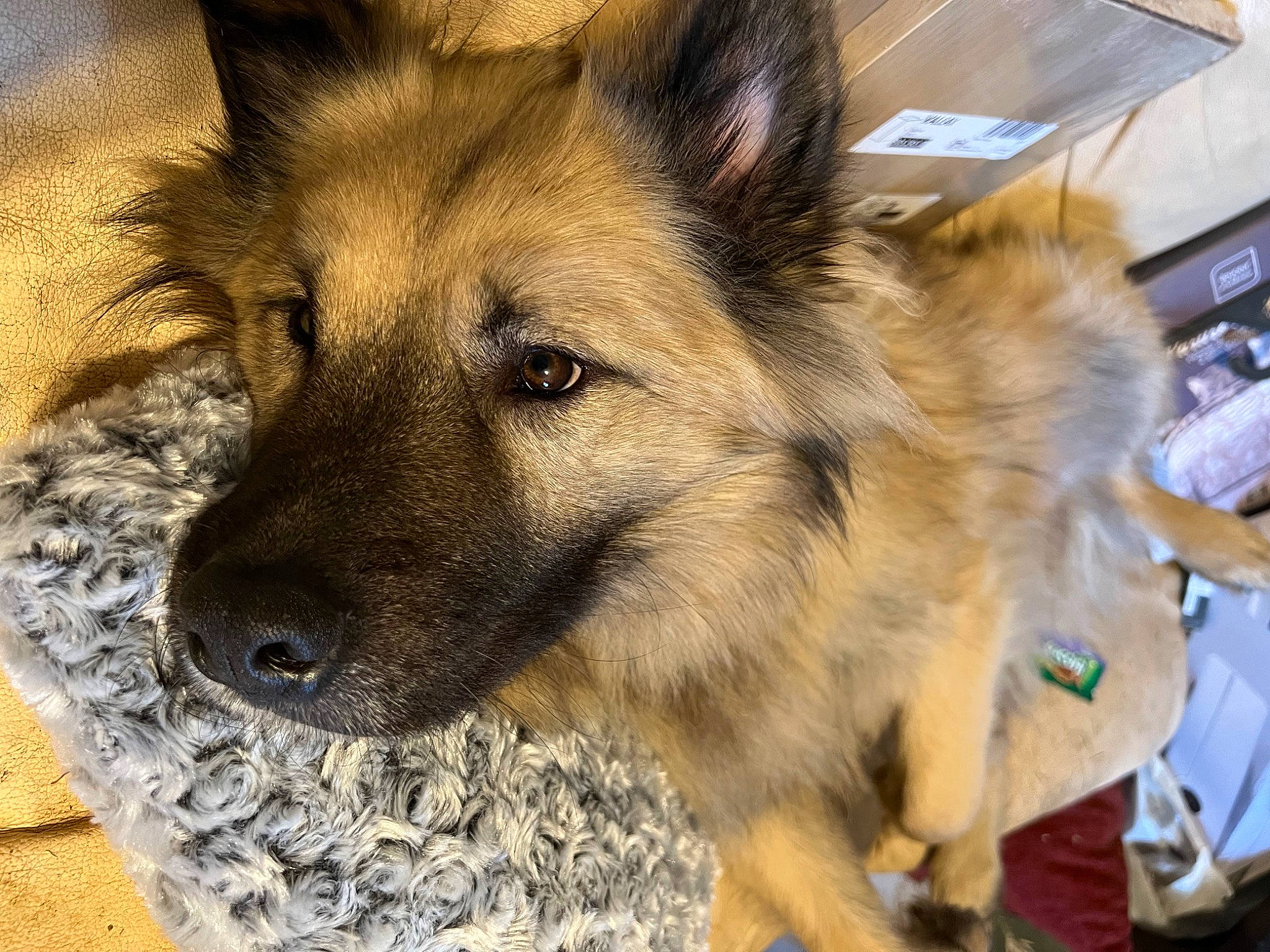 Pyrus a rejoint le concours — aidez-le/la à gagner de superbes lots ! ancient_dog_breeds, canidae, canis, carnivore, companion_dog, dog, dog_breed, fawn, fur, herding_dog, king_shepherd, non_sporting_group, snout, sporting_group, terrestrial_animal, whiskers, working_animal, working_dog