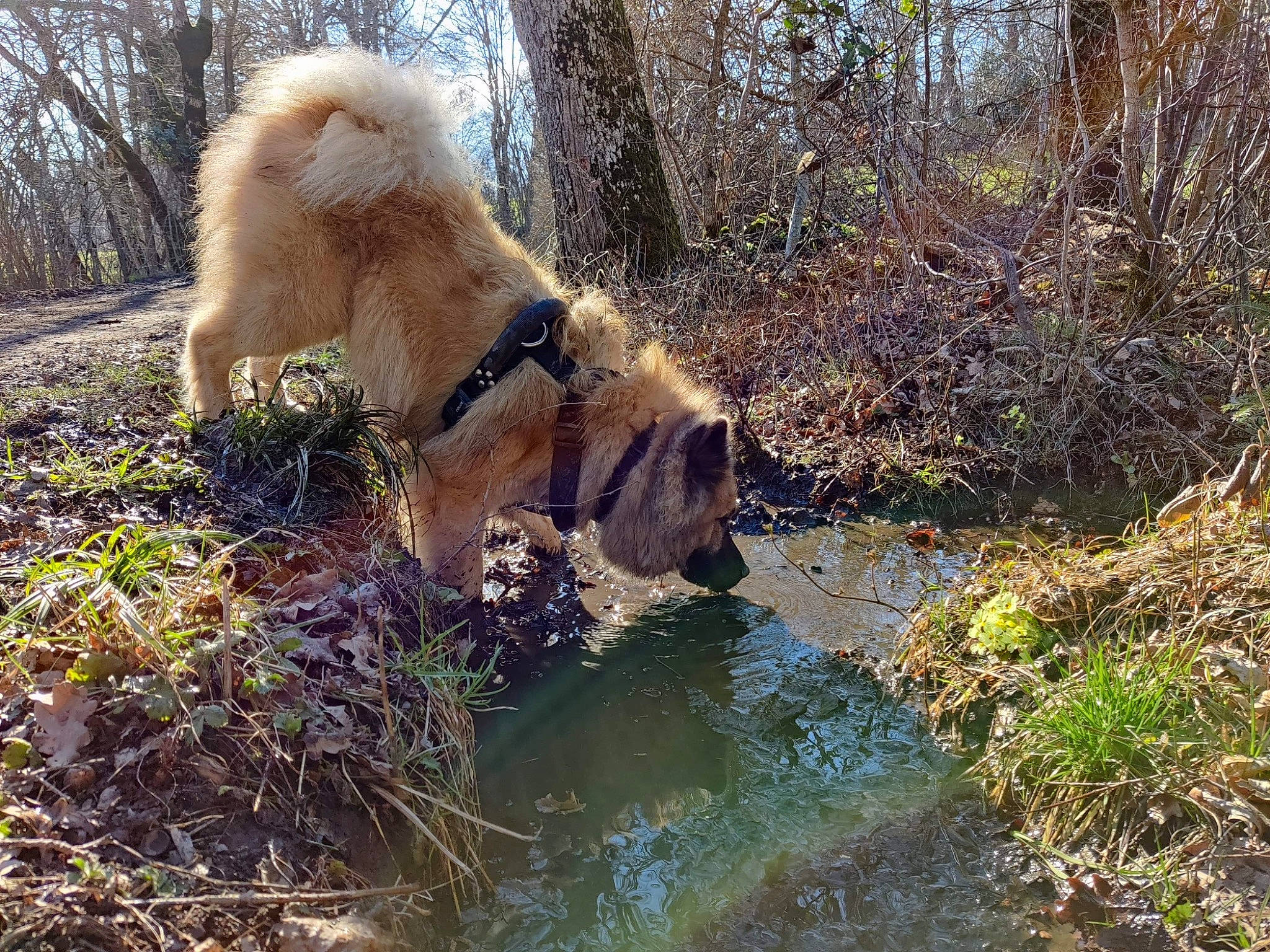 Pyrus participe au concours pour gagner de l'argent avec cette photo : big_cats, carnivore, companion_dog, dog_breed, fawn, felidae, fluvial_landforms_of_streams, grass, lion, masai_lion, natural_landscape, plant, snout, sporting_group, terrestrial_animal, tree, water, wilderness, wildlife, working_animal