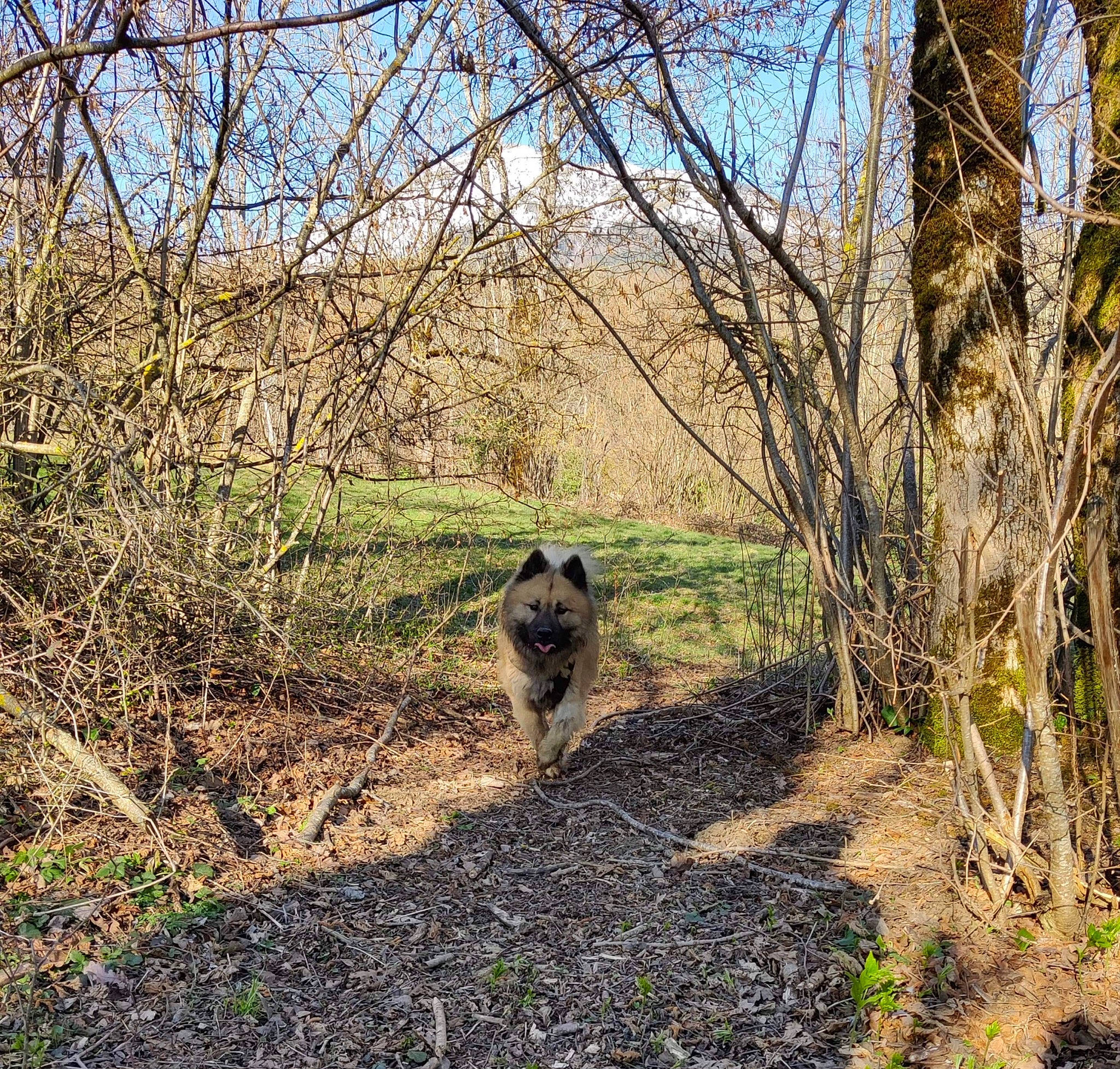 Pyrus participe au concours pour gagner de l'argent avec cette photo : bedrock, branch, carnivore, deciduous, dog, fawn, forest, grass, landscape, natural_landscape, plant, plant_community, road, sky, soil, terrestrial_animal, tree, trunk, twig, wood