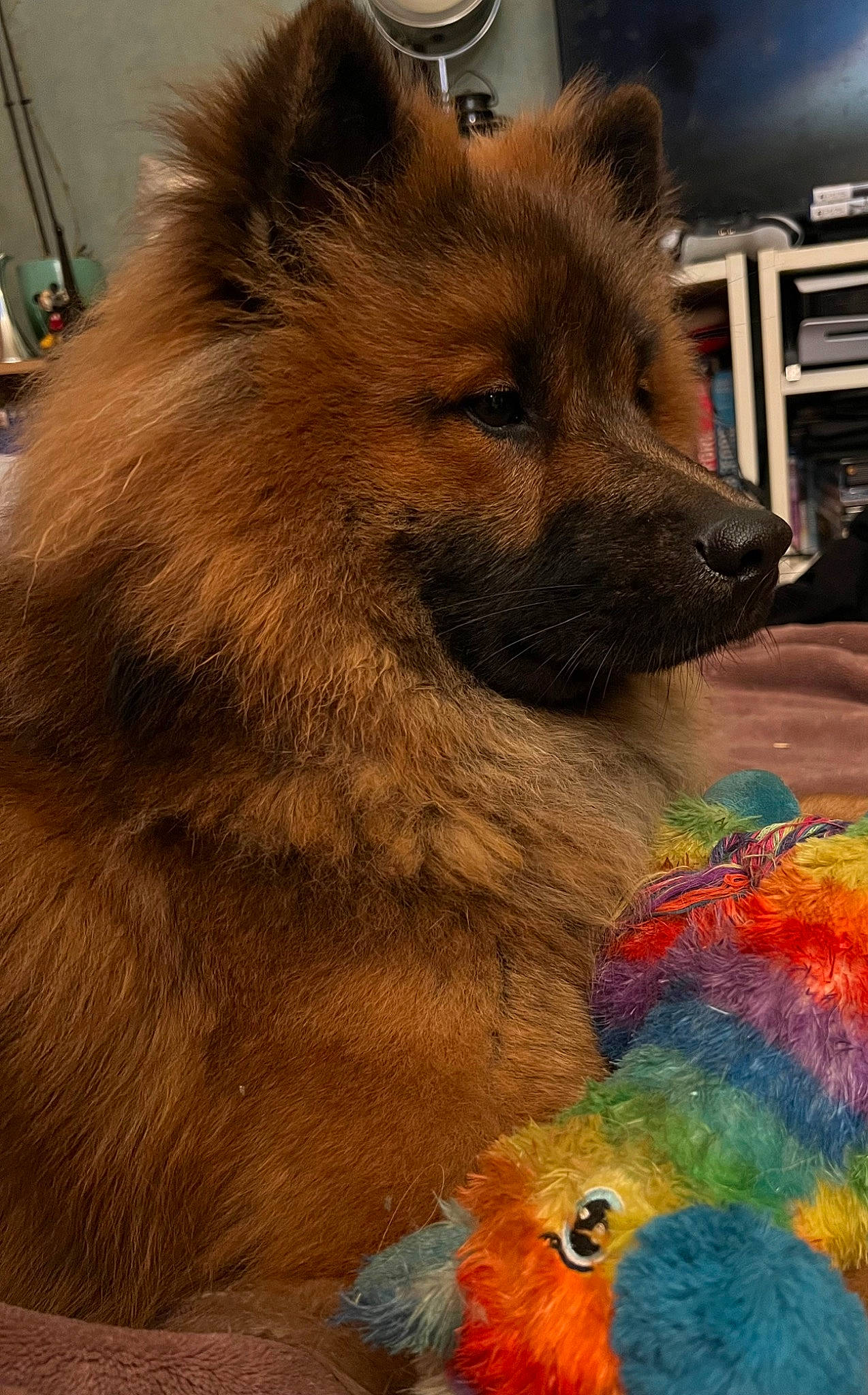 Tao a rejoint le concours — aidez-le/la à gagner de superbes lots ! art, beak, canidae, canis, carnivore, companion_dog, corgi_chihuahua, dog, dog_breed, fawn, fur, liver, natural_material, parrot, snout, terrestrial_animal, visual_arts, whiskers, wildlife, working_animal