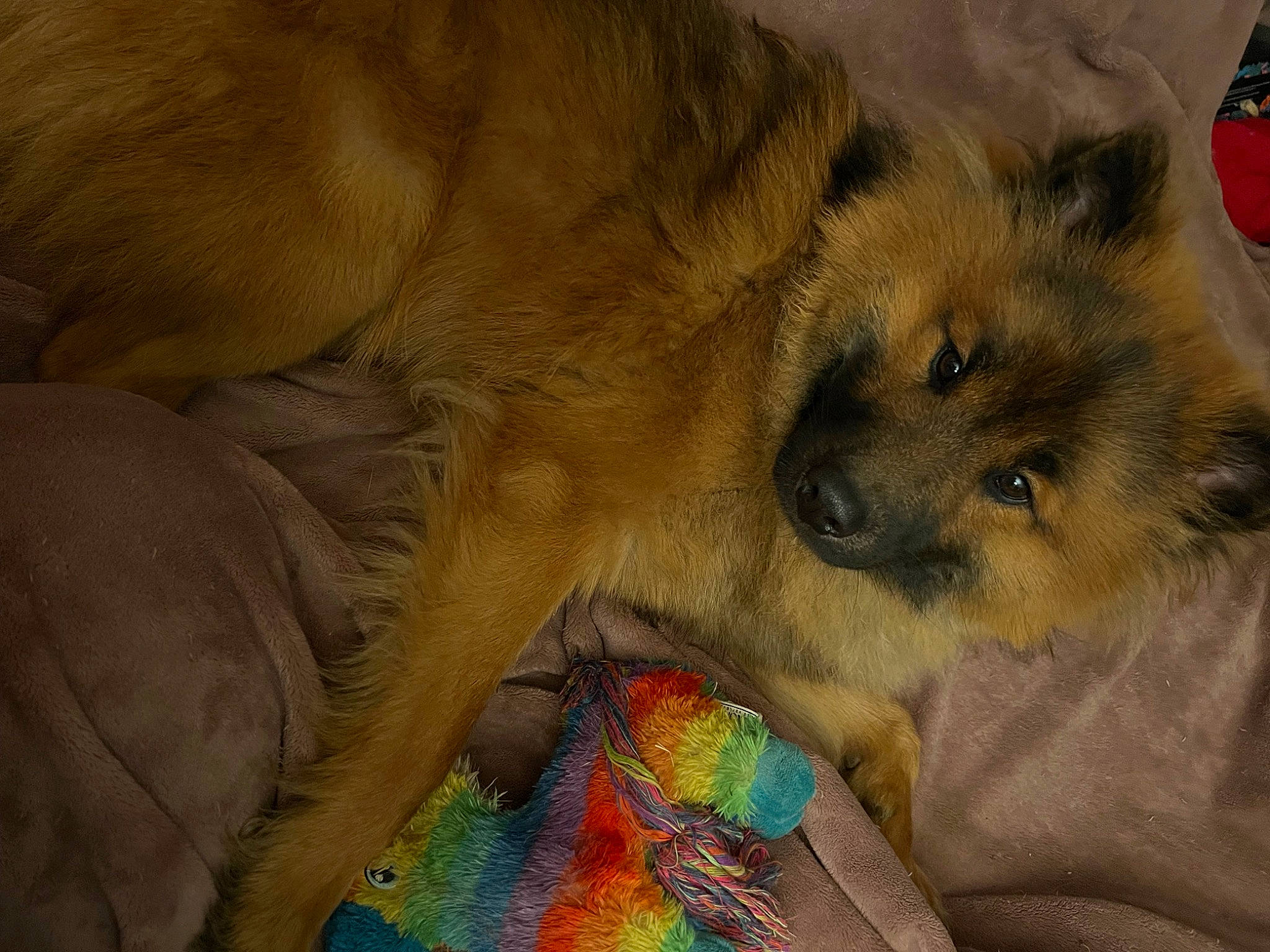 Tao a rejoint le concours — aidez-le/la à gagner de superbes lots ! carnivore, claw, comfort, companion_dog, dog, dog_breed, fawn, foot, fur, german_spitz, german_spitz_klein, german_spitz_mittel, paw, pomeranian, snout, spitz, tail, terrestrial_animal, whiskers, working_animal