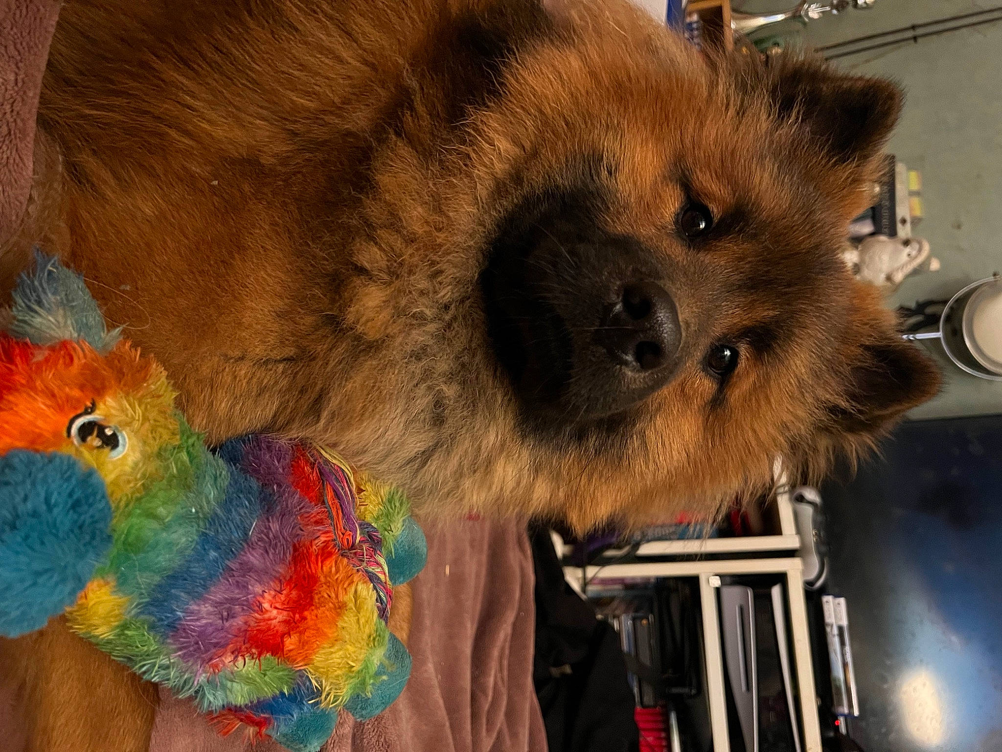 Tao participe au concours pour gagner de l'argent avec cette photo : art, bear, brown_bear, carnivore, companion_dog, fawn, feather, fur, natural_material, organism, parrot, plush, procyonidae, snout, stuffed_toy, tail, terrestrial_animal, toy, visual_arts, whiskers