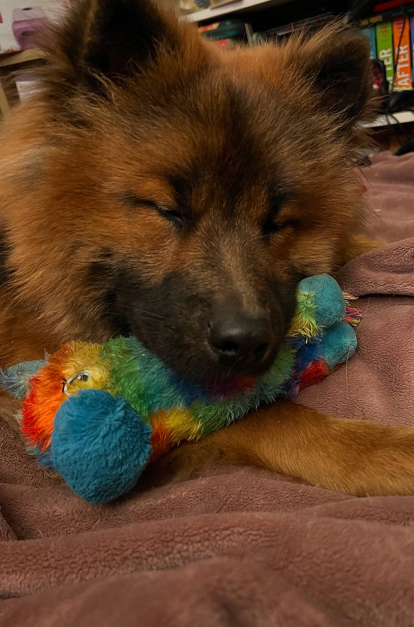 Tao a rejoint le concours — aidez-le/la à gagner de superbes lots ! canidae, canis, carnivore, companion_dog, dog, dog_breed, dog_supply, fawn, flooring, fur, german_spitz, german_spitz_mittel, snout, spitz, sporting_group, tail, terrestrial_animal, toy_dog, whiskers, working_animal