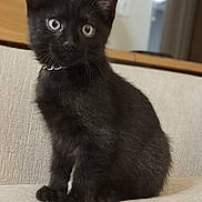 Sketch joined the competition — help win amazing prizes! black_cat, kitten, sitting, indoor, pet, feline, curious, young_animal, collar, couch, home, fur, whiskers, ears, eyes, animal_portrait, domestic_animal, cute, small, furniture