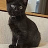 black_cat, kitten, sitting, indoor, pet, feline, curious, young_animal, collar, couch, home, fur, whiskers, ears, eyes, animal_portrait, domestic_animal, cute, small, furniture