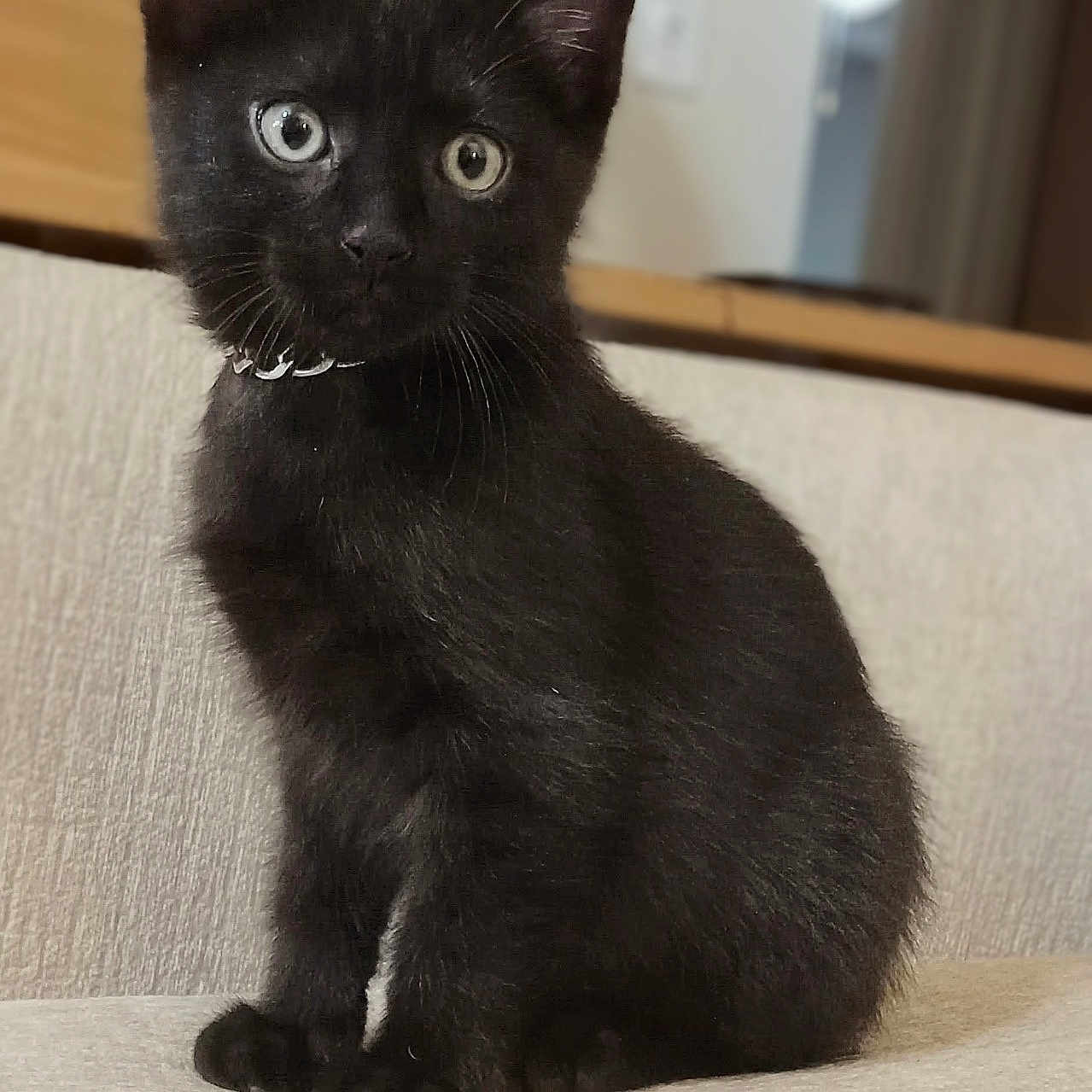 Sketch joined the competition — help win amazing prizes! black_cat, kitten, sitting, indoor, pet, feline, curious, young_animal, collar, couch, home, fur, whiskers, ears, eyes, animal_portrait, domestic_animal, cute, small, furniture