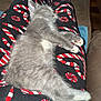 kitten, sleeping, gray_fur, white_paws, pajamas, candy_cane_pattern, legs, indoor, cozy, resting, pet, cute, animal, feline, nap, relaxed, soft, comfort, home, holiday_theme