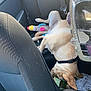 dog, car_interior, car_seat, pet_hair, toy, plush_toy, rocket_toy, sleeping_dog, leash, black_collar, seatbelt, fabric_seat, backseat, animal, canine, resting, indoor, furniture, vehicle, pet