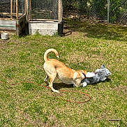 Molly is registered to the contest to win money with this photo: dog, toy, grass, outdoor, play, backyard, fence, sunlight, animal, pet, plush_toy, garden, wooden_cages, tree, nature, leash, daytime, fun, greenery, canine