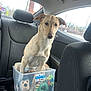 dog, plastic_container, car_interior, back_seat, toy, stuffed_animal, rope_toy, window, seat, headrest, pet, animal, tan_dog, indoor, vehicle, looking, sitting, curious, domestic_animal, transportation