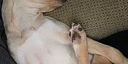 Molly joined the competition — help win amazing prizes! dog, sleeping, couch, pet, fur, paw, relaxed, indoor, resting, animal, canine, cute, cozy, tan, white, home, comfort, nap, soft, pawpads
