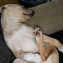 dog, sleeping, couch, pet, fur, paw, relaxed, indoor, resting, animal, canine, cute, cozy, tan, white, home, comfort, nap, soft, pawpads