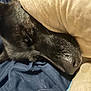 animal, bed, black_dog, blanket, close_up, comfort, cozy, dog, ears, face, fur, indoors, nose, pet, pillow, relaxing, resting, sleeping, snout, soft