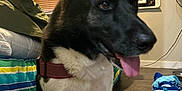 Nico is registered to the contest to win money with this photo: dog, indoor, pet, black_and_white, collar, tongue_out, bedspread, striped, floor, window_blinds, fan, clothing, household, animal, sitting, happy, ears_up, tail, domestic, canine
