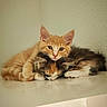 animals, cats, companionship, cozy, cuddling, cute, ears, feline, fluffy, fur, indoors, kitten, orange_cat, pets, portrait, resting, sleeping, tricolor_cat, warm_lighting, whiskers
