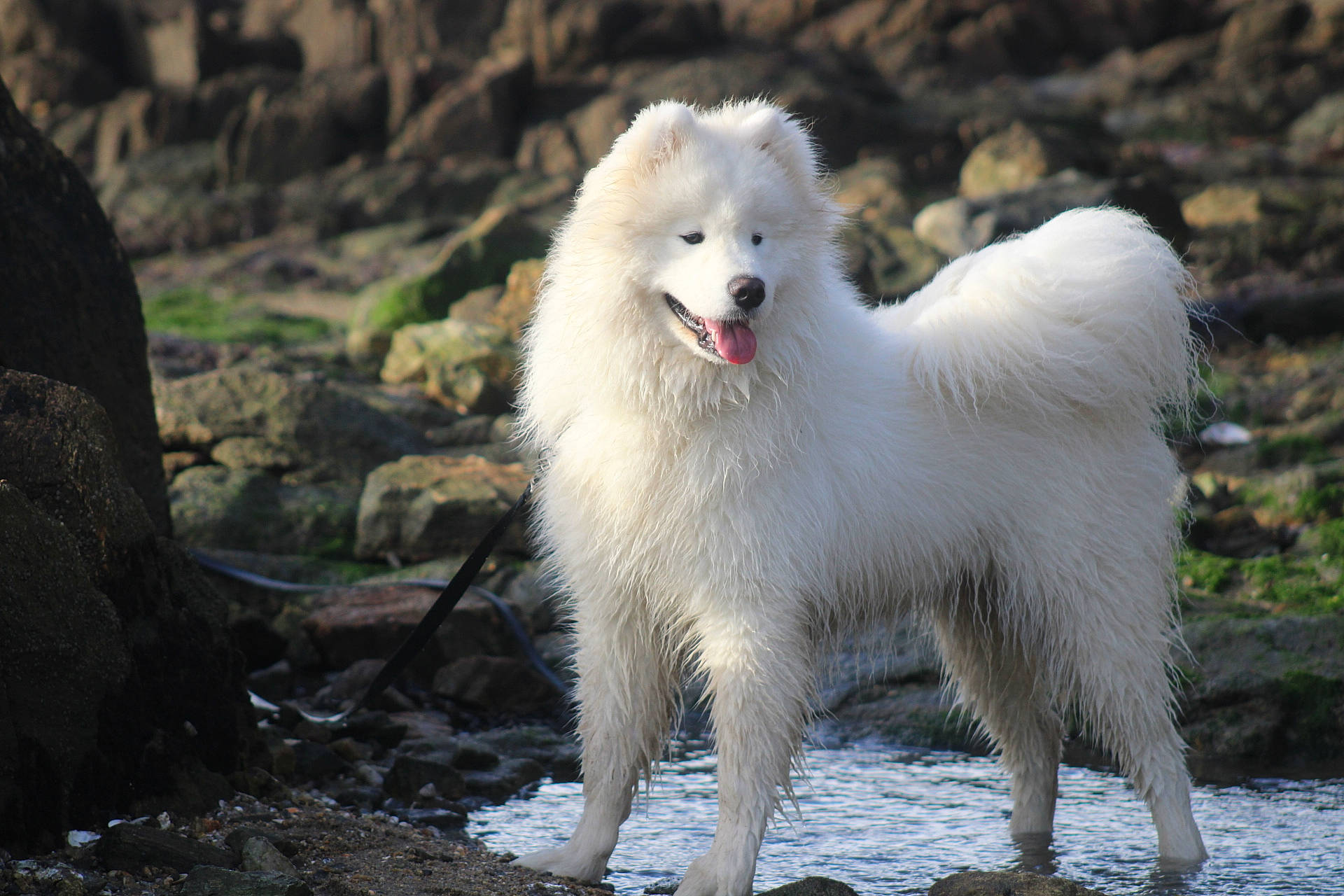 Atlas a rejoint le concours — aidez-le/la à gagner de superbes lots ! american_eskimo_dog, ancient_dog_breeds, canidae, carnivore, companion_dog, dog, dog_breed, fur, german_spitz, german_spitz_klein, german_spitz_mittel, indian_spitz, japanese_spitz, non_sporting_group, samoyed, snout, spitz, sporting_group, volpino_italiano, wildlife