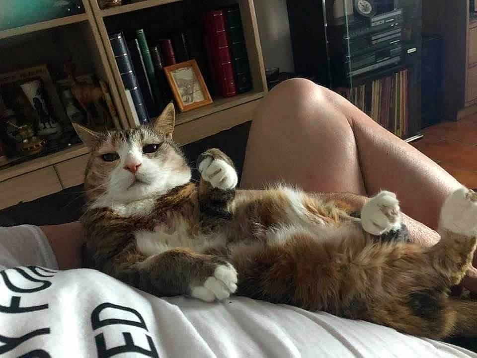 Friture a rejoint le concours — aidez-le/la à gagner de superbes lots ! american_curl, asian, carnivore, cat, domestic_long_haired_cat, domestic_short_haired_cat, ear, european_shorthair, felidae, fur, kitten, maine_coon, nap, norwegian_forest_cat, small_to_medium_sized_cats, tabby_cat, whiskers