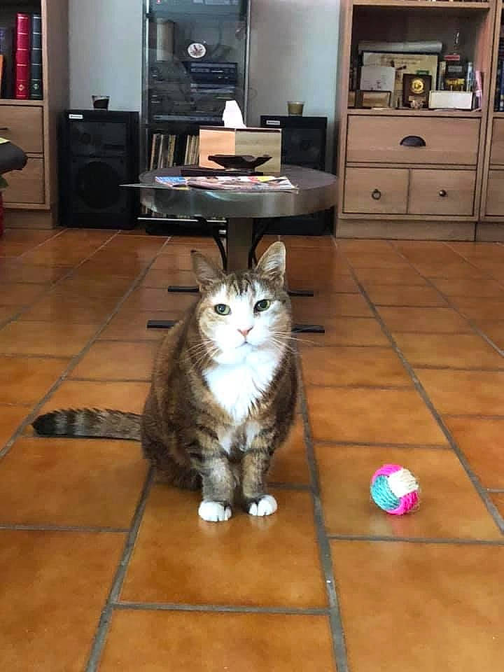 Friture participe au concours pour gagner de l'argent avec cette photo : american_curl, american_shorthair, asian, carnivore, cat, domestic_short_haired_cat, european_shorthair, felidae, floor, flooring, hardwood, kitten, kurilian_bobtail, laminate_flooring, mammal, room, small_to_medium_sized_cats, whiskers, wood, wood_flooring