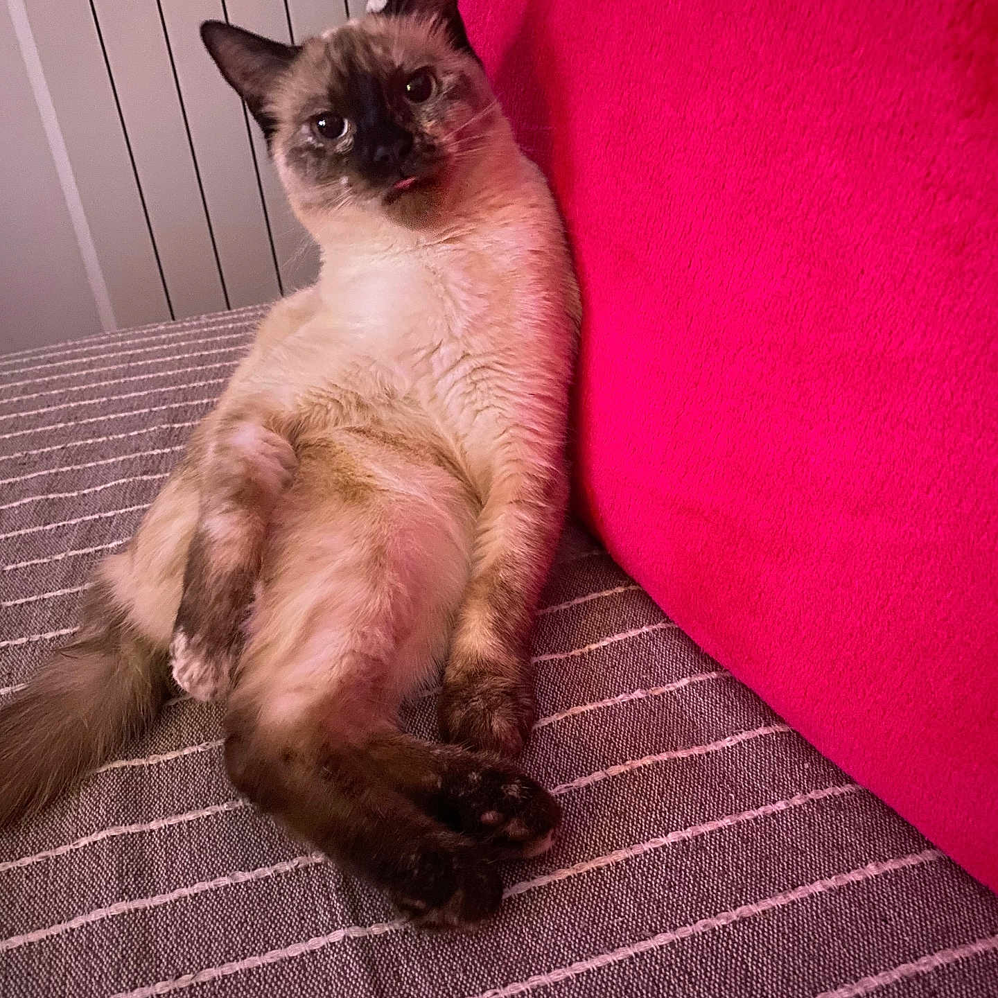 Louna participe au concours pour gagner de l'argent avec cette photo : animal, architecture, building, cat, chair, couch, cushion, furniture, hardwood, homedecor, indoors, kitten, linen, livingroom, manx, person, pet, room, siamese, wood