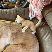 Graffiti joined the competition — help win amazing prizes! kitten, dog, child, couch, blanket, toy, indoor, brown, orange, playful, resting, furniture, pet, young_child, curious, fabric, leisure, cozy, domestic, relaxation