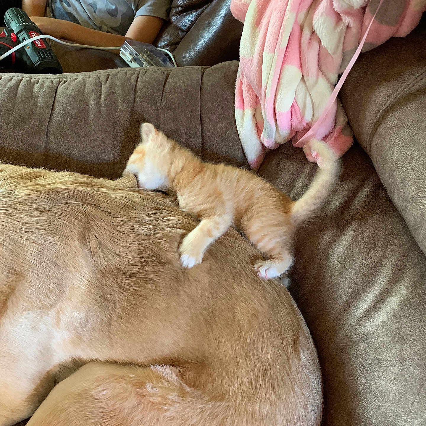 Graffiti joined the competition — help win amazing prizes! kitten, dog, child, couch, blanket, toy, indoor, brown, orange, playful, resting, furniture, pet, young_child, curious, fabric, leisure, cozy, domestic, relaxation