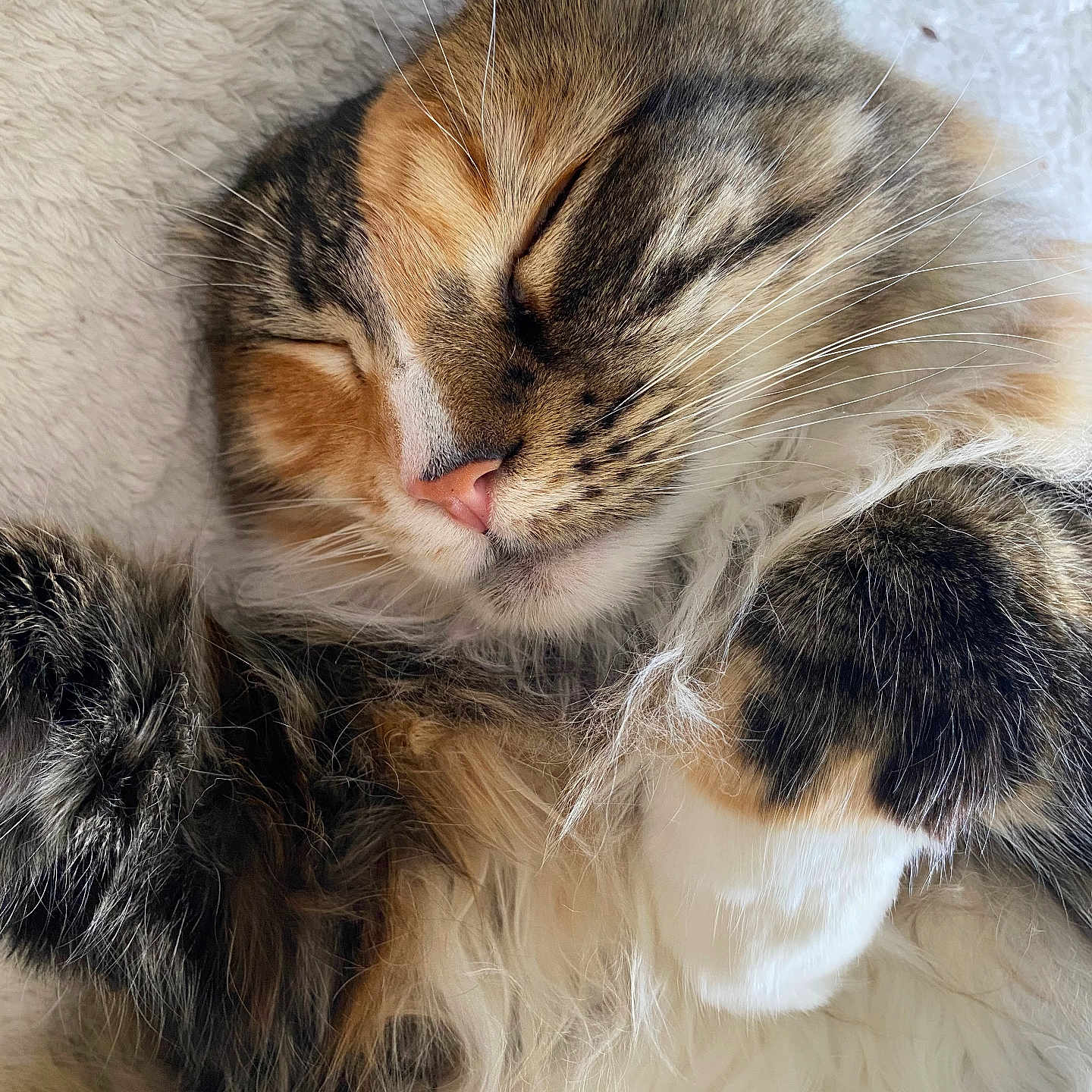 Ellie is registered to the contest to win money with this photo: animal, blanket, calico, cat, closeup, cozy, cute, domestic, fluffy, fur, indoor, paws, peaceful, pet, relaxed, resting, sleeping, soft, tabby, whiskers