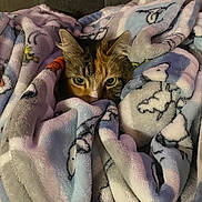 Ellie is registered to the contest to win money with this photo: animal, blanket, calico, cat, comfort, couch, cozy, cute, ears, face, fur, hiding, home, indoor, peeking, pet, relaxed, soft, tabby, warm