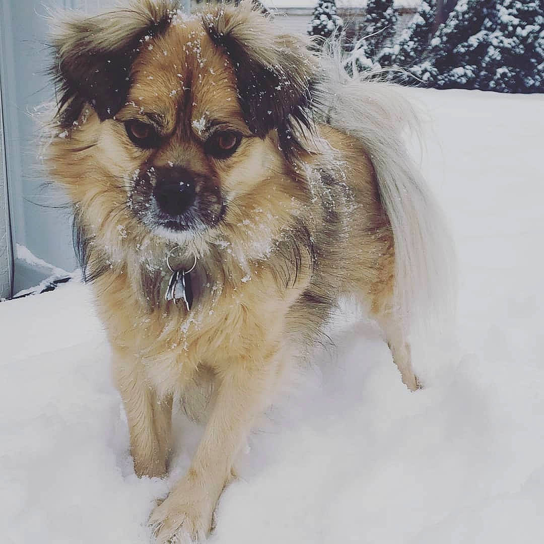 Happy joined the competition — help win amazing prizes! canidae, carnivore, companion_dog, dog, dog_breed, dog_supply, eyewear, fawn, fur, goggles, liver, puppy_love, small_terrier, snout, snow, terrier, toy_dog, whiskers, winter, working_animal