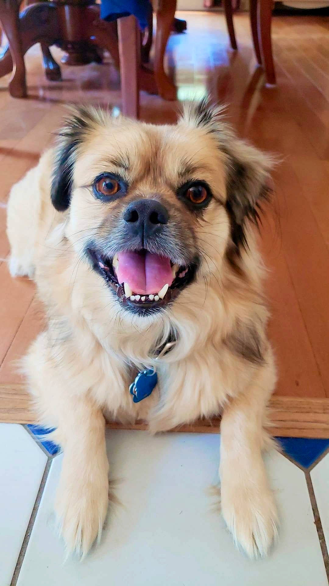 Happy is registered to the contest to win money with this photo: canidae, carnivore, collar, companion_dog, dog, dog_breed, dog_collar, fang, fawn, firefighter, fur, leash, plant, shout, smile, snout, sporting_group, toy_dog, whiskers, working_animal