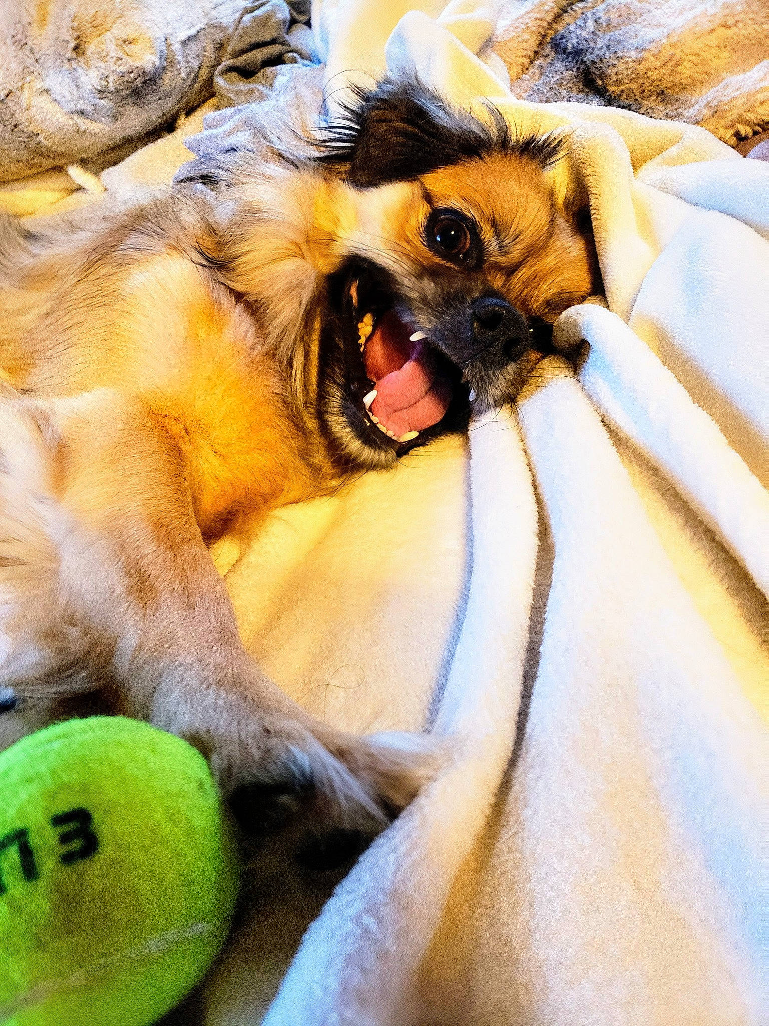 Happy is registered to the contest to win money with this photo: ball, big_cats, carnivore, comfort, companion_dog, dog_breed, fang, fawn, felidae, happy, paw, roar, small_to_medium_sized_cats, snout, tennis_ball, terrestrial_animal, toy, vertebrate, whiskers, yawn